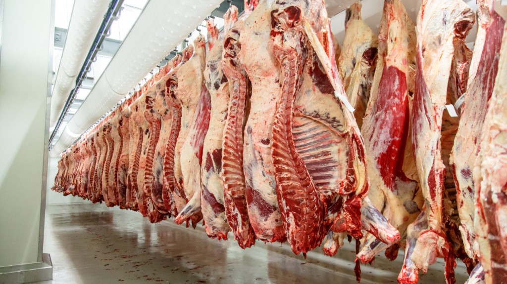 Meat carcasses in chilled processing room